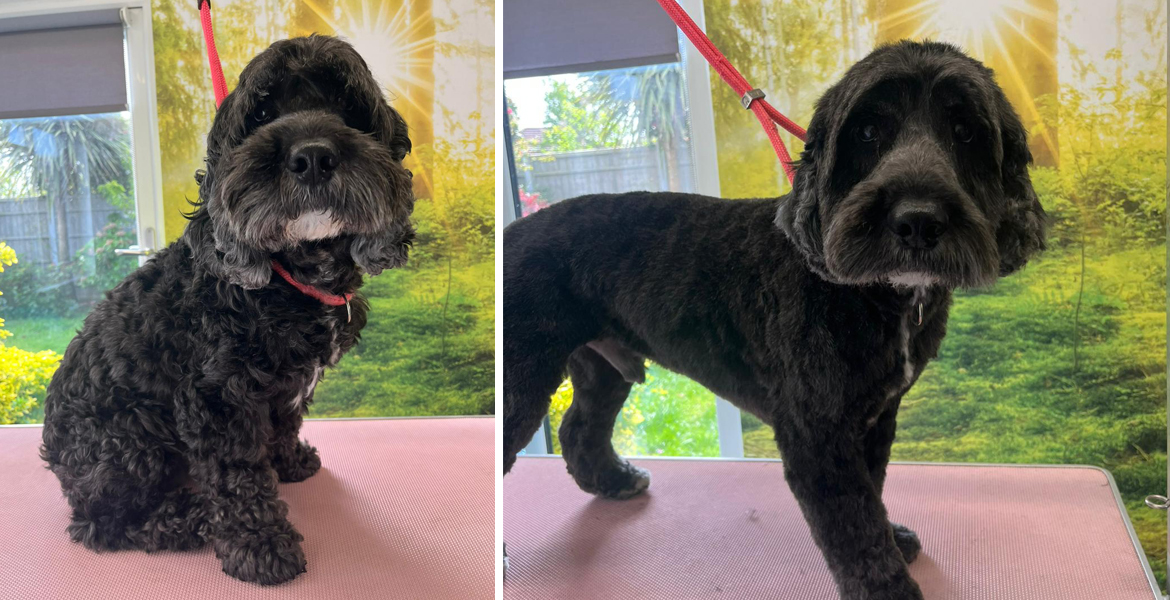 dog grooming Totton