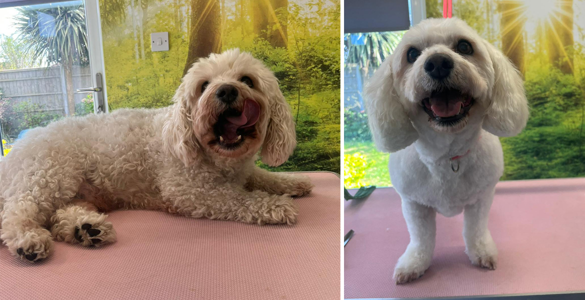 dog grooming Totton