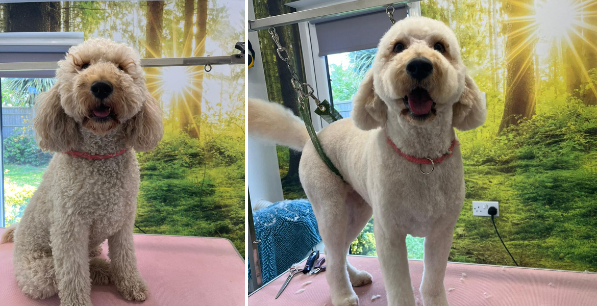dog grooming Totton